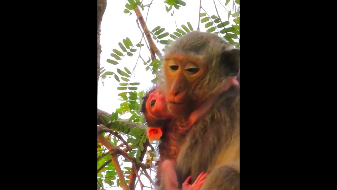 Beautiful just newborn macaque