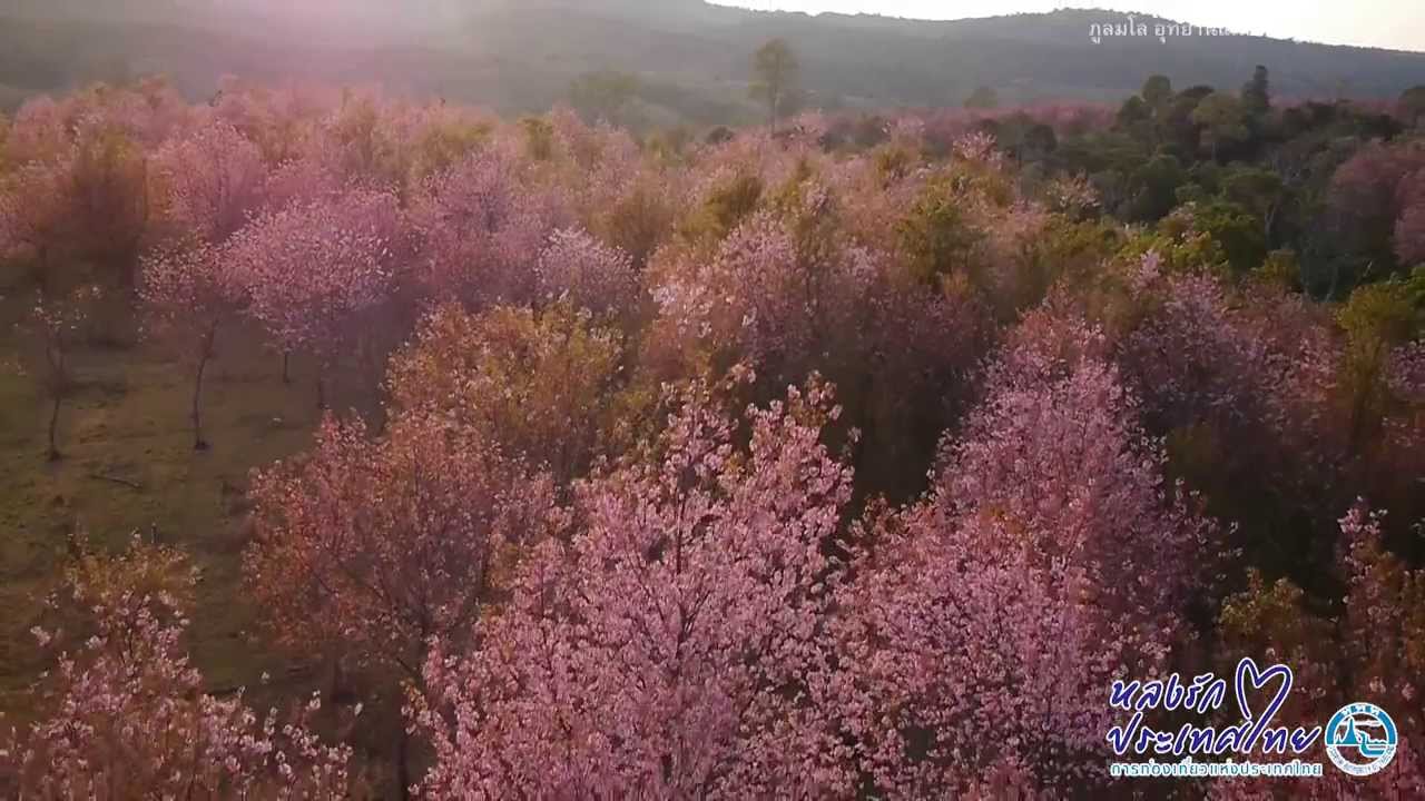 หลงรักประเทศไทย ภูลมโล ซากุระเมืองไทย ททท.