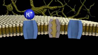 Na K leak membrane view