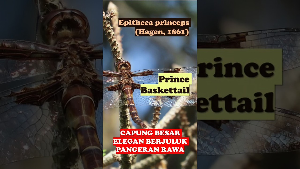 Epitheca princeps (Hagen, 1861) – Prince Baskettail 