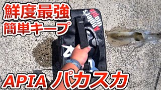 アコウ、アオリイカ、どんな魚もノーダメージキープ。超画期的アイテム「パカスカ」を実際に使ってみました。