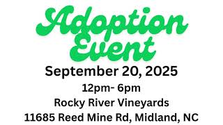 Southeast German Shepherd Rescue- Adoption Event