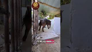 MAJESTUOSO CERDO DUROC #granja #cerdos #duroc #inseminacionartificial #INSEMINACIONENCERDOS #pig