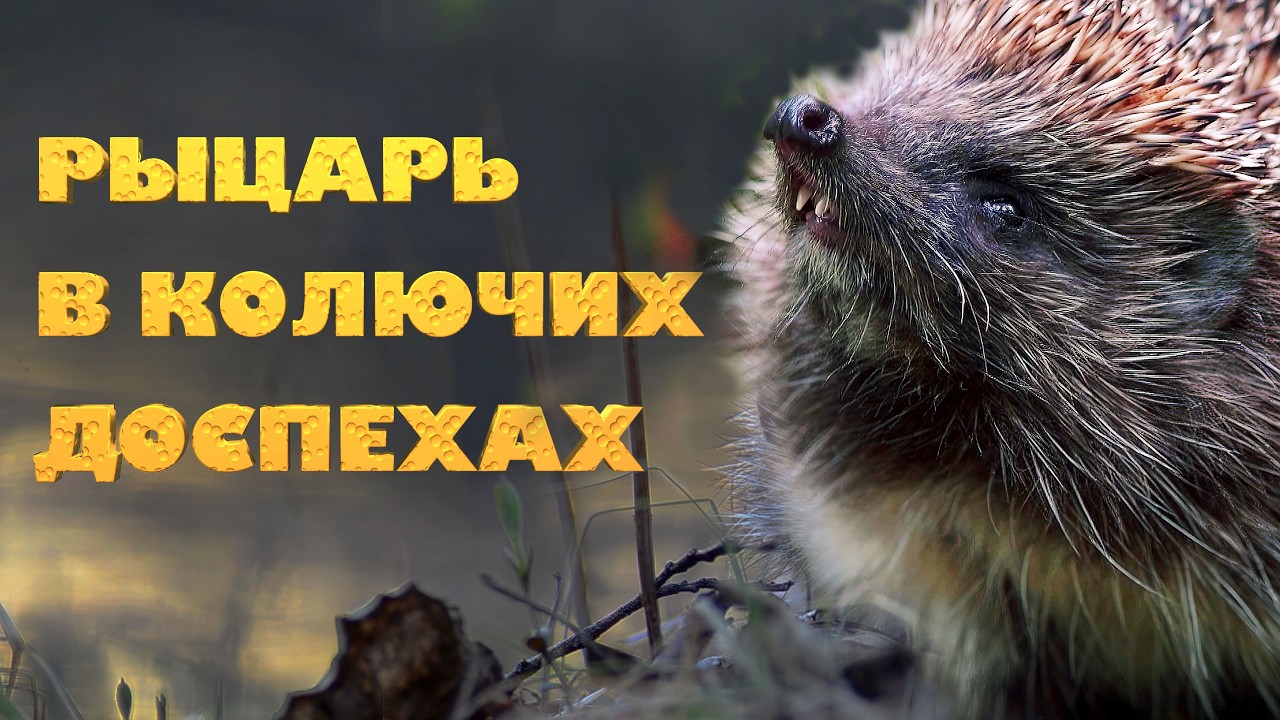 Рыцарь в колючих доспехах 4К | Film Studio Aves