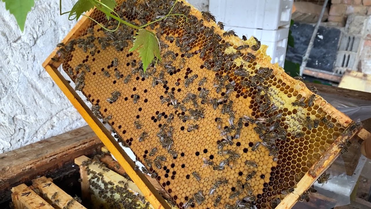 كيفية أنقاذ خلية تتم سرقتها من قِبَلْ النحل.