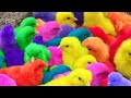 19 mei 2024 menangkap ayam ayam warna warni ayam rainbow ayam pelangi bebek dunia hewan lucu