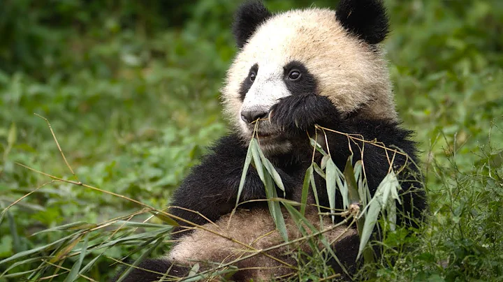 The Spectacular Wildlife of China | 4KUHD | BBC Earth - DayDayNews