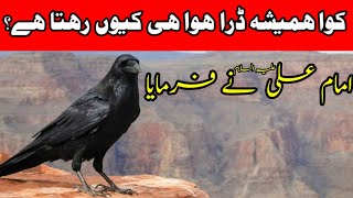 Kawa Dara Howa Kyon Rehta Hai Imam Ali As Says Crow کوا कलवट Syed Manzar Ali Shah