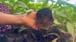 Root Pruning
