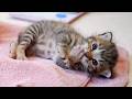 Tiny Kitten Falls Asleep Sucking Its Tiny Paw After a Full Milk Feeding 🍼