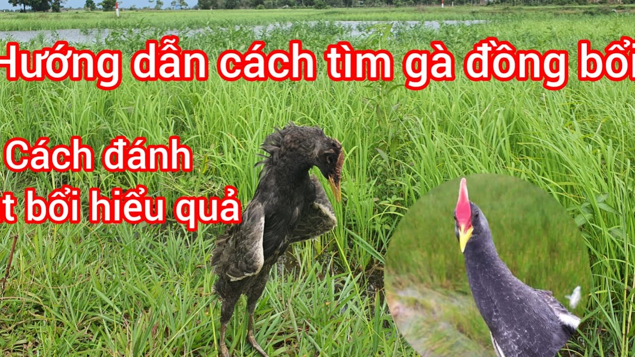 Cách tìm bổi và thế bẫy gà đồng, cúm núm, gà nước rất hiệu quả cho anh em mới vào nghề