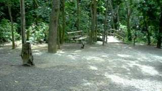 Niki Marie and the Monkey screenshot 3