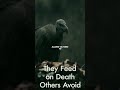 Vultures: Nature’s Cleanup Crew That Stops Deadly Diseases