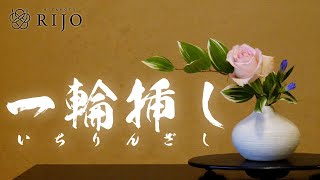 意外と難しい？！一輪挿し生け花の生け方をご紹介します！【Ikebana】華道家 宮本理城の生け花レッスン。