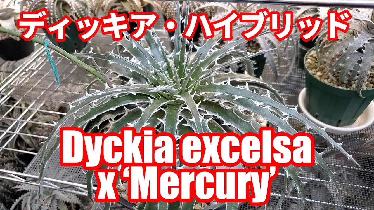 動画：ディッキアの育て方：鉢選び編（How to Grow Dyckia :Choosing