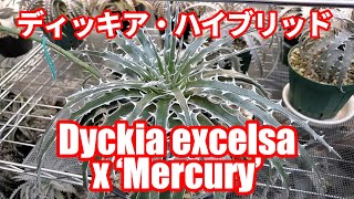 動画：ディッキアの育て方：鉢選び編（How to Grow Dyckia :Choosing