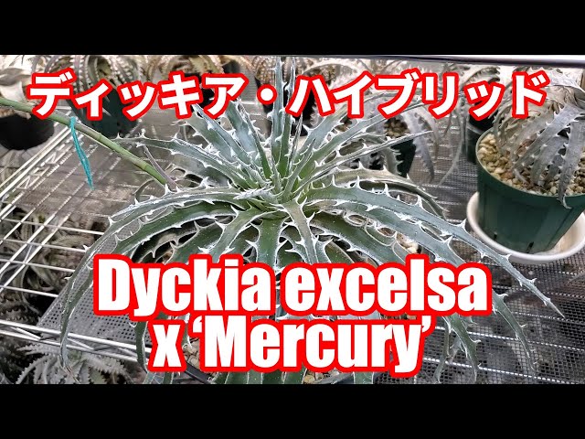 ディッキア（Dyckia excelsa x 'Mercury'）品種紹介【Dyckia Maniax