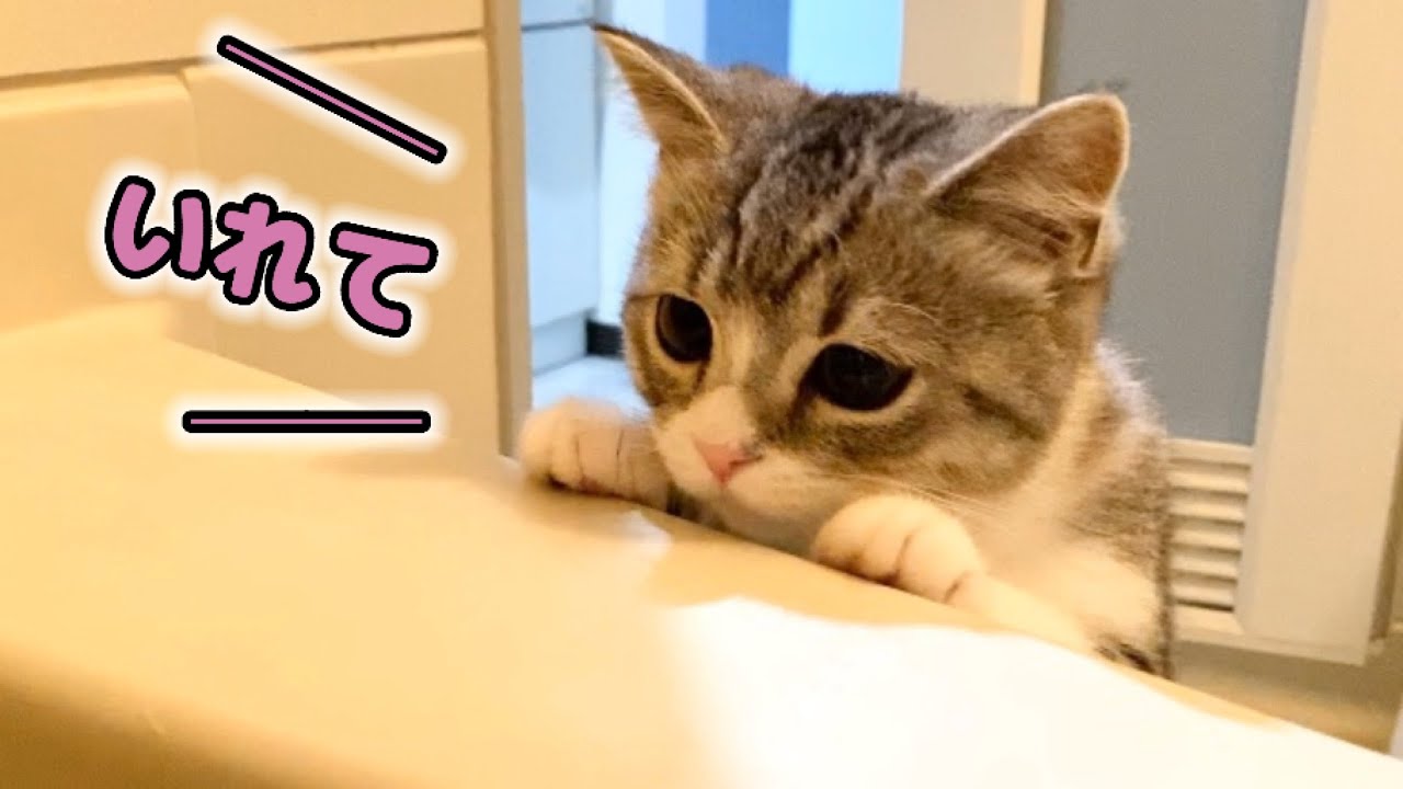 癒しを与えてくれる猫のおすすめ動画やSNSアカウントなど一気にご紹介！ | マチコネ