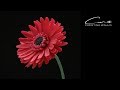 GERBERA  flower Cold Porcelain Clay: Tutorial,  2019