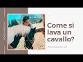MF- Come si lava un cavallo? 🧼💦