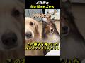 ご褒美の 味を知った犬たち