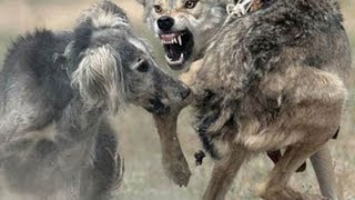 what dogs are used to hunt wolves