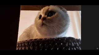 UNBOXING - a cat's bed by Cat Beza 1,090 views 2 years ago 7 minutes, 31 seconds