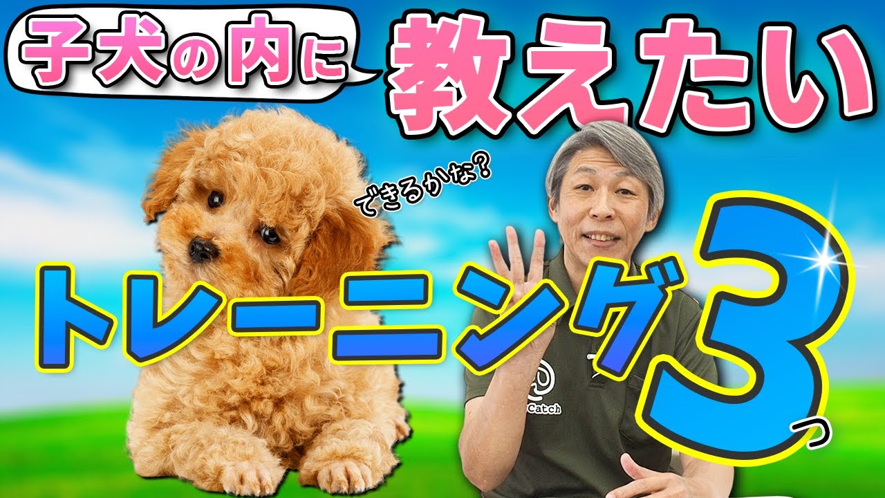 Dog training] Three trainings you should teach your puppy - YouTube