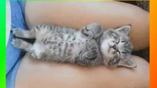 Прикольные животные. Видео о животных Прикольные животные. Видео о животных