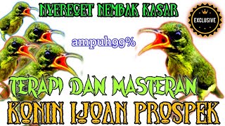MASTERAN KONIN IJOAN AMPUH 99% BUKA PARUH