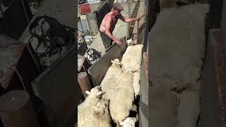 A Simple Sheep Separation… Turned Into Total Chaos 😮🐑 | #Shorts #Viral #Funny #Farm #Animals