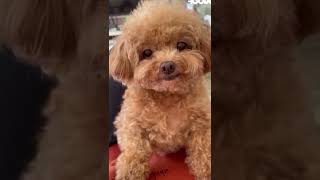 Cute Toy Poodle Puppy 😊😊😊