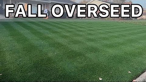 How to Overseed Your Lawn - Step by Step