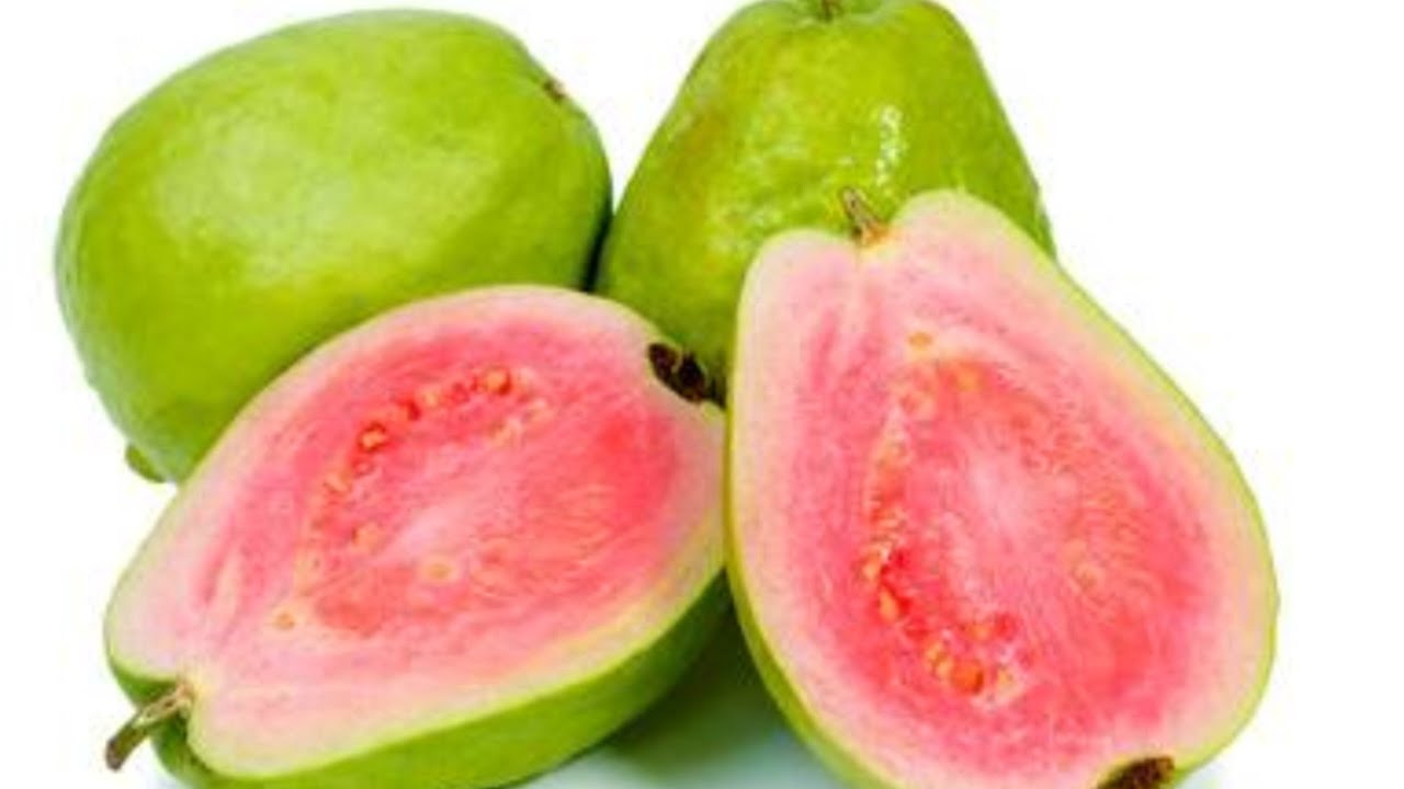 Culture de la goyave. Multiplication par bouturage.