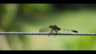 Is a skimmer a dragonfly?