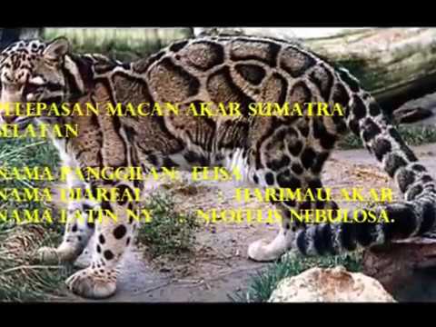 Download 980 Gambar Harimau Dan Nama Latinnya Terbaik 