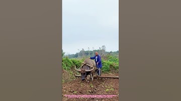 Ox Power Plowing: Ancient Farming Method Still Works! 🌾