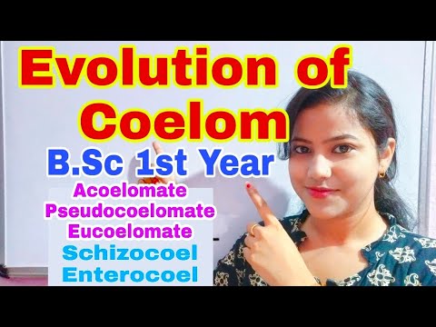 Видео: Разлика между Coelom и Haemocoel