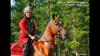 THE AKHALTEKE  •  AN ENDANGERED BREED