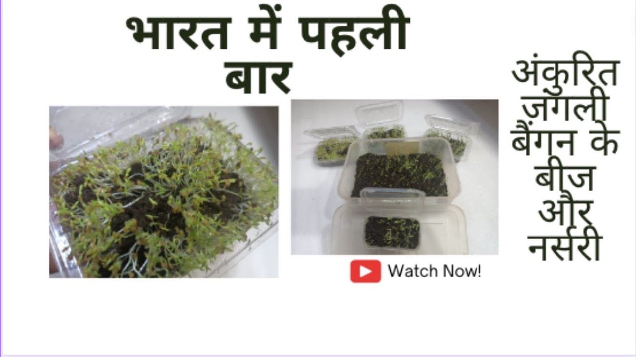 भारत में पहली बार जंगली बैंगन के अंकुरित बीज एवं चारा | Germinated seeds & Nursery of wild eggplant