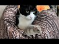 背を向けられる信頼関係❤️🐭✨猫とハムスター【60】🌼Destiny🐭❤️🐱運命🍀