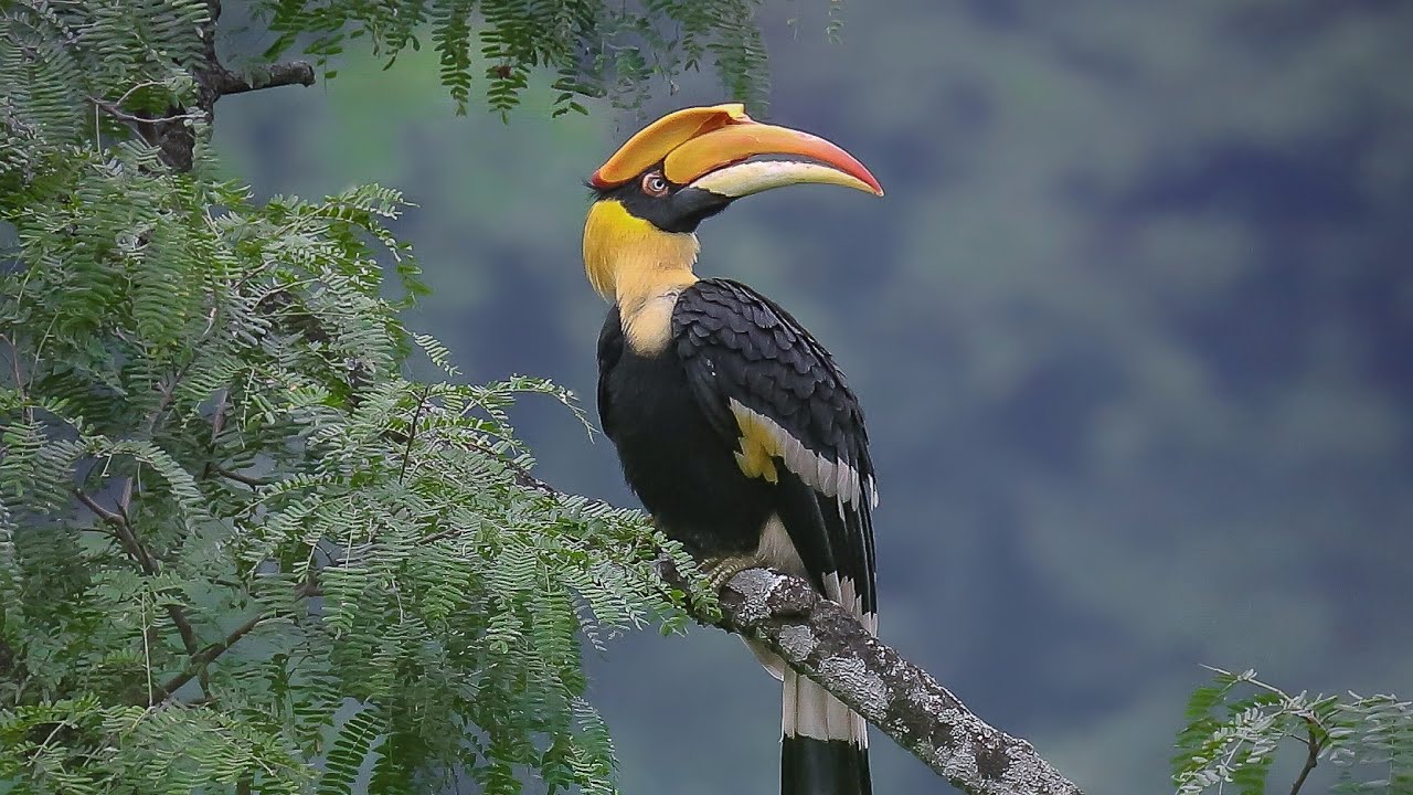 Great Hornbill in the deep forest // pure jungle sound YouTube