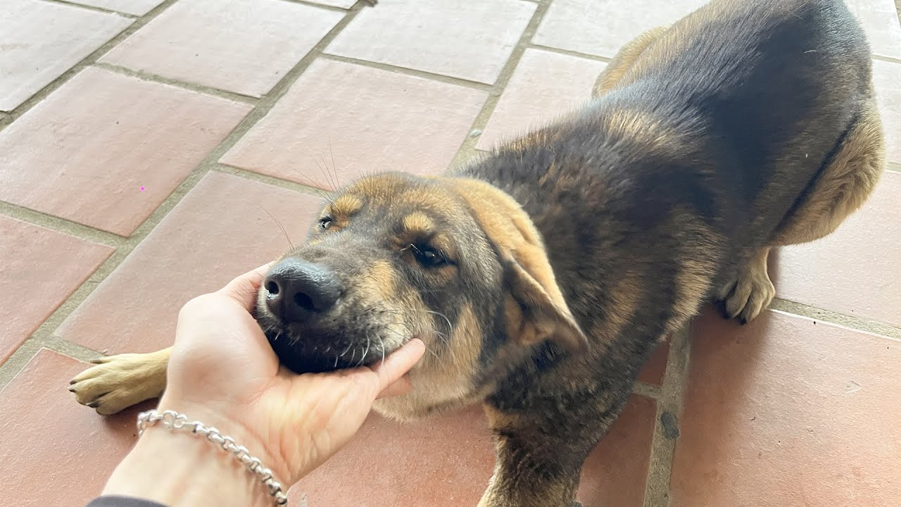 My dog ​​is having fun