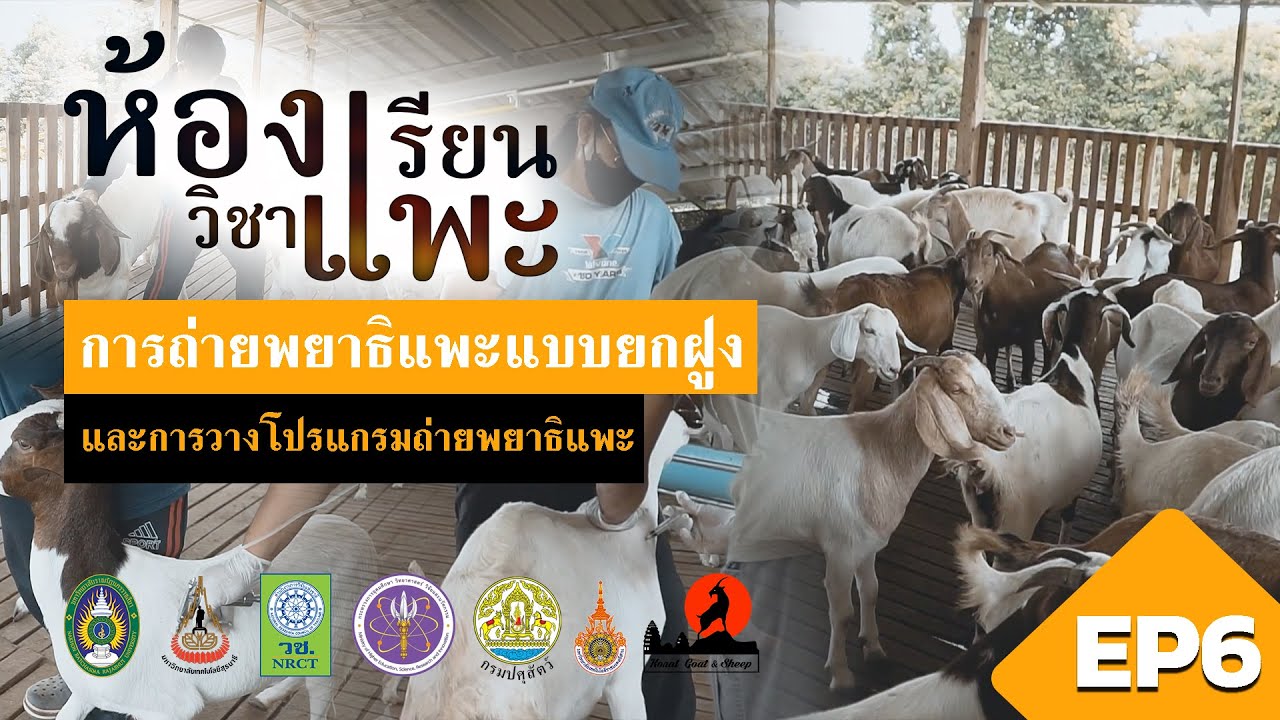ห้องเรียนวิชาแพะ EP.6 : การถ่ายพยาธิแพะแบบยกฝูง
