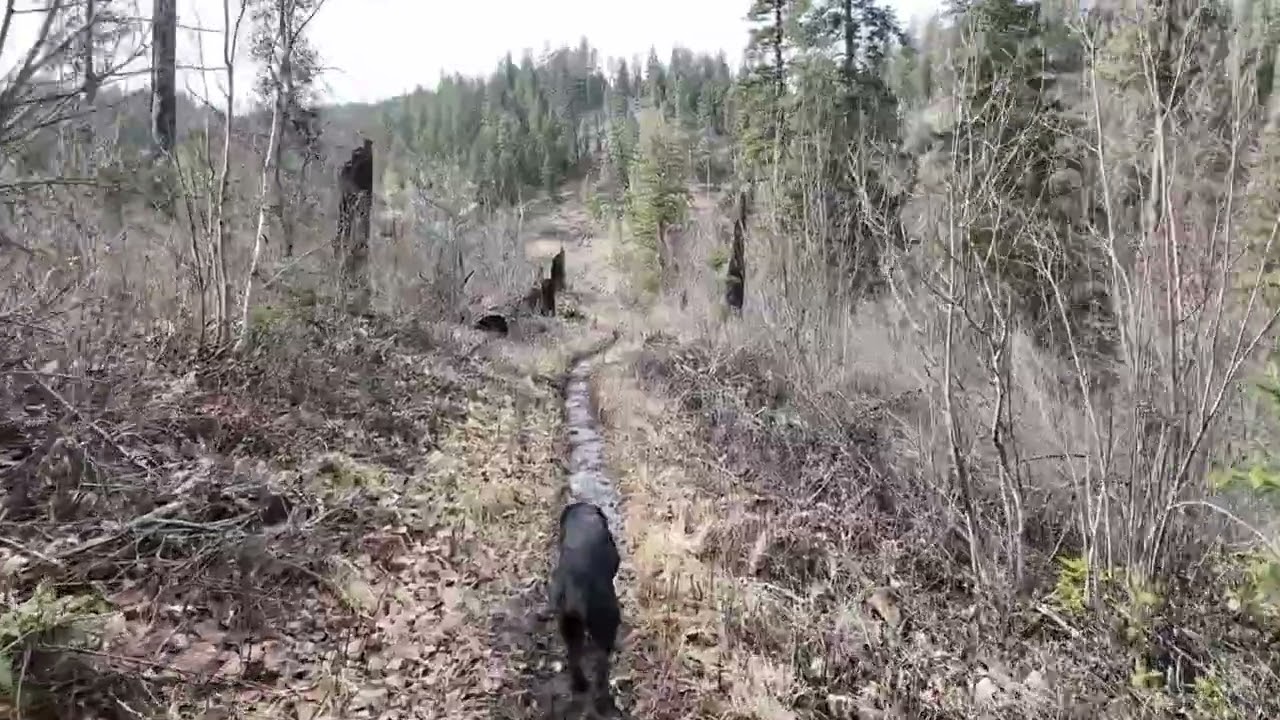 John's Creek Trail, Nez Perce National Forest