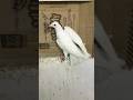 Safed Pated Kabutar For Sale 🕊️#trending#kabootar#pigeon#video#viral#youtube#tiktok#shorts#subscribe