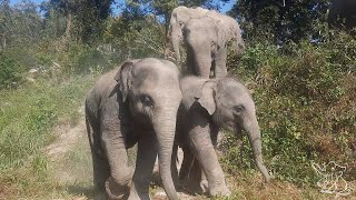 ช้างลอดท้องช้าง ครอบครัวสุขสันต์ น้องจูเนียร์ น้องต้นหนาวเดินเล่น อาบน้ำ -- Cute Elephant World