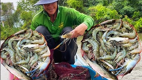 Đi chài lúc trời mưa dính tôm càng khủng & tôm sú bự quá cuộc sống mưu sinh “ Hoàng Lê Vlog “