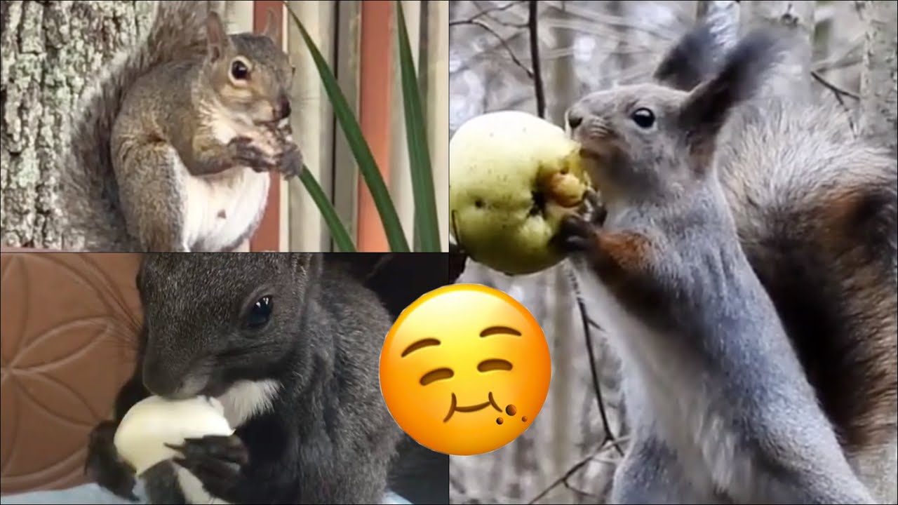 squirrel food squirrel food