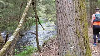 The Natchaug Trail Guide - Bigelow Brook